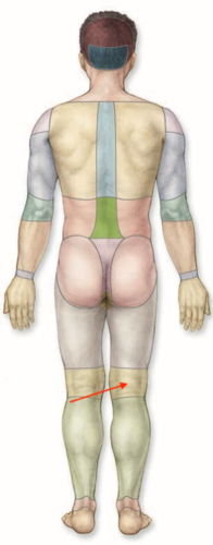 <p>what is this section called?</p>