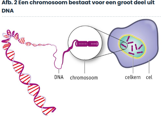 <p>DNA.</p><p><span>Het DNA bevat de informatie voor alle erfelijke eigenschappen.</span></p>