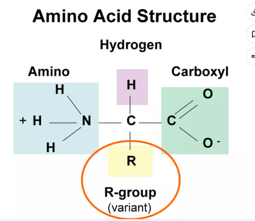 <ul><li><p>an organic molecule that serves as the <strong>basic building block of proteins</strong></p></li><li><p>bonded by peptide bonds</p></li><li><p>these form <strong><em>between </em>one amino group and one carboxyl group</strong></p></li></ul><p></p>