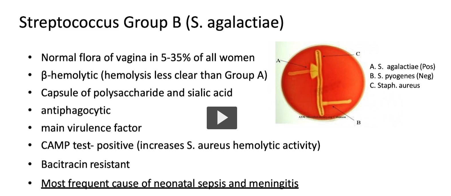 <p><em>Streptococcus agalactiae</em><span> etymology </span><strong><mark data-color="rgba(0, 0, 0, 0)" style="background-color: rgba(0, 0, 0, 0); color: inherit;">combines Greek and Latin roots meaning "chain-forming berry without milk."</mark></strong><span> It derives from </span><em>streptos</em><span> (twisted/chain), </span><em>kokkos</em><span> (berry/sphere), and </span><em>agalactiae</em><span> (no milk), referencing its chain-like structure under a microscope and its historical identification as a cause of bovine mastitis that stops milk production</span></p><p><strong>Big Picture</strong> </p><p>Group B Strep is:<br><span data-name="point_right" data-type="emoji">👉</span> <strong>Normal flora in women</strong><br><span data-name="point_right" data-type="emoji">👉</span> But becomes dangerous when <strong>transmitted to newborns</strong></p><div data-type="horizontalRule"><hr></div><p> <span data-name="earth_africa" data-type="emoji">🌍</span> <strong>1. Normal Flora</strong> </p><ul><li><p>Found in <strong>vagina (5–35% of women)</strong><br><span data-name="point_right" data-type="emoji">👉</span> Usually harmless in adults</p></li></ul><div data-type="horizontalRule"><hr></div><p> <span data-name="microscope" data-type="emoji">🔬</span> <strong>2. Hemolysis</strong> </p><ul><li><p><strong>β-hemolytic</strong> (like Group A)</p></li><li><p>But:</p><ul><li><p><strong>Less clear hemolysis</strong></p></li></ul></li></ul><p><span data-name="point_right" data-type="emoji">👉</span> Lab clue: weaker clearing on blood agar</p><p></p><p><strong>. MOST IMPORTANT CLINICAL POINT</strong> </p><p><span data-name="point_right" data-type="emoji">👉</span> <strong>Most common cause of:</strong></p><ul><li><p><strong>Neonatal sepsis</strong></p></li><li><p><strong>Neonatal meningitis</strong></p></li></ul><p></p>
