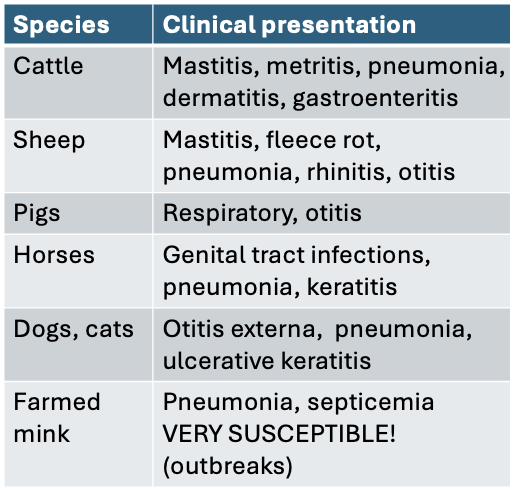 <p>Fleece rot (dermatitis of sheep) </p><p>Ulcerative otitis media (dog) </p><p>corneal ulceration (horse) </p><p>otitis externa (dog) </p><p>HAI in humans (patients with cystic fibrosis) </p>