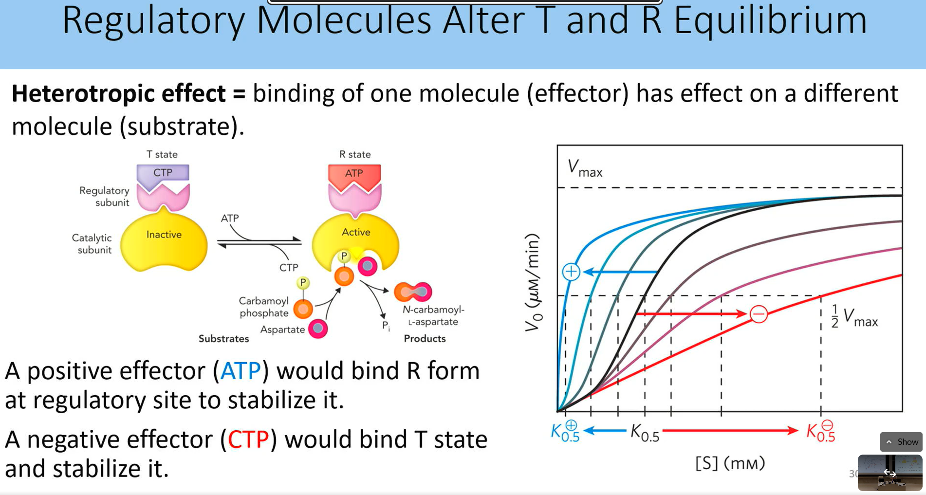 <p>binding of one moleculer (effector) has effect on a different molecule (substrate)</p><ul><li><p>a psotive effector (atp) would bind R form at regulatory site to stabilite it (more activation), smaller k0.5</p></li><li><p>a negative effector (ctp) would bind to T state and stabilize it (less activation), larher 0.5</p></li></ul><p></p>