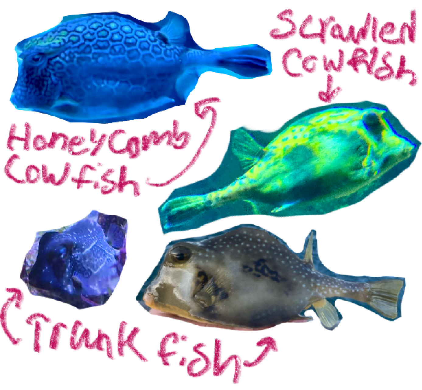 <p>Cowfishes</p><p></p>