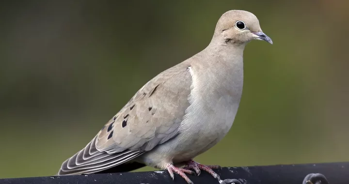 <p>What vertebrate is this?</p>