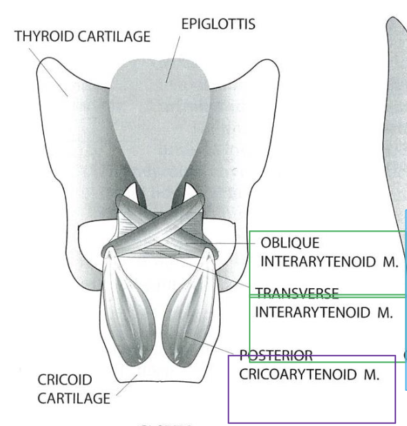 <p><span>vocal fold adductor/closes the glottis</span></p>