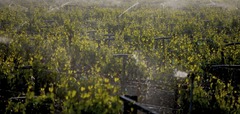<p>The providing of water other than precipitation to crops.</p>