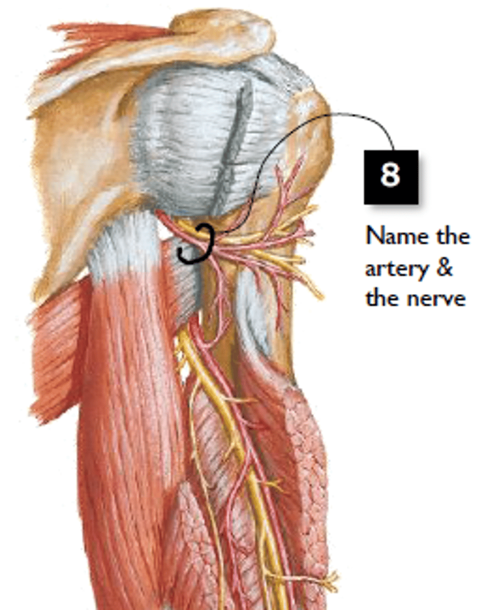 <p>8</p>