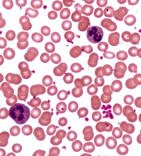 knowt flashcard image