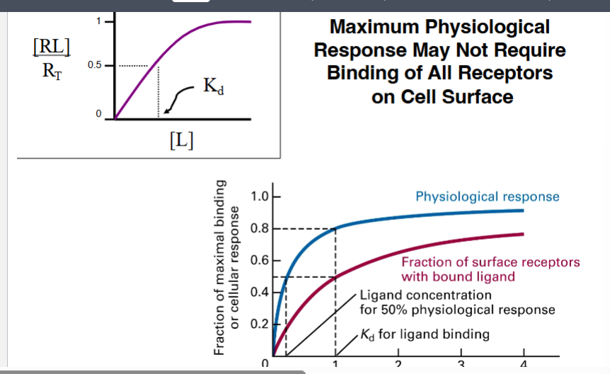 <p><span style="background-color: transparent;"><strong>Physiological Response Does Not Scale 1:1 with Receptor Occupancy</strong></span></p>