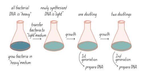 <p>They grew E. coli in the presence of heavy nitrogen (15N) to label the bacteria’s DNA (since bacteria copy their entire complement of DNA, or genome, before every cell division). Then, they moved the bacteria to a normal 14N-containing medium (allowed the cells to divide once, separated the DNA by density). The results supported semiconservative replication. The results showed that at the onset of the experiment, all the DNA is heavy - as the E.coli would’ve been grown for many generations in the heavy nitrogen. Once the E. coli is transferred into light media, any newly synthesized DNA will be made from light nitrogen. By monitoring the heaviness of DNA after generations, a model replication could be supported (based on the weight of DNA). </p>