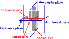 <p>1. Coronal Section</p><p>2. Transverse Section</p><p>3. Midsaggital</p>