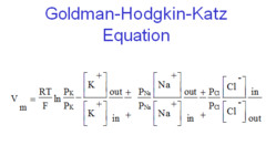 <p>by using the above equation, you can figure out how a change in ion concentration or ion permeability can change the membrane potential.</p>