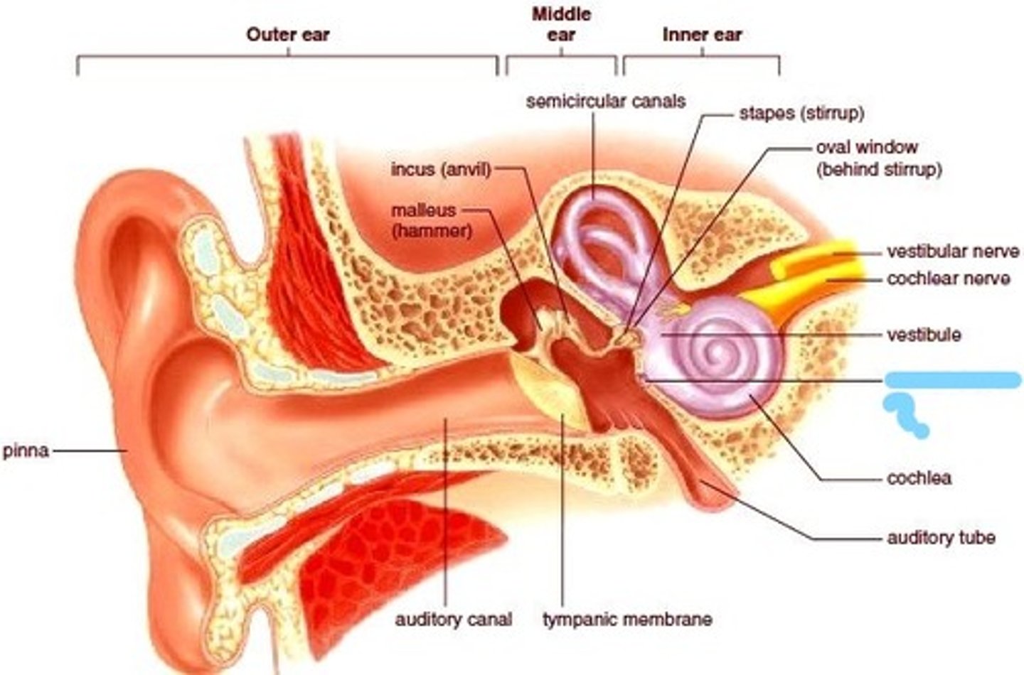 <p>Covered by the secondary tympanic membrane. Acts as an outlet for pressure waves created in the fluid of the inner ear by movement of the stapes in response to sound.</p>