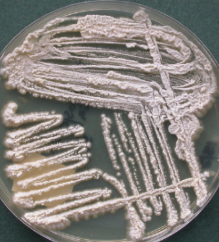 <p>causes white piedra</p>