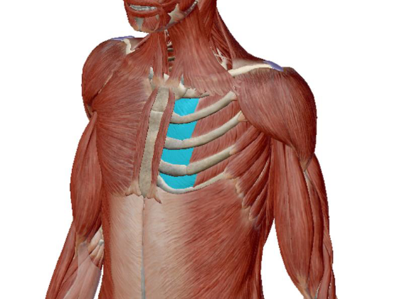 <p>what muscle is this </p>