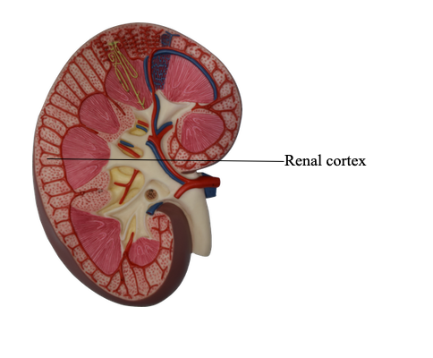 <p>Inside of kidneys, <span>superficial, light in color, and between / above renal pyramids</span></p>