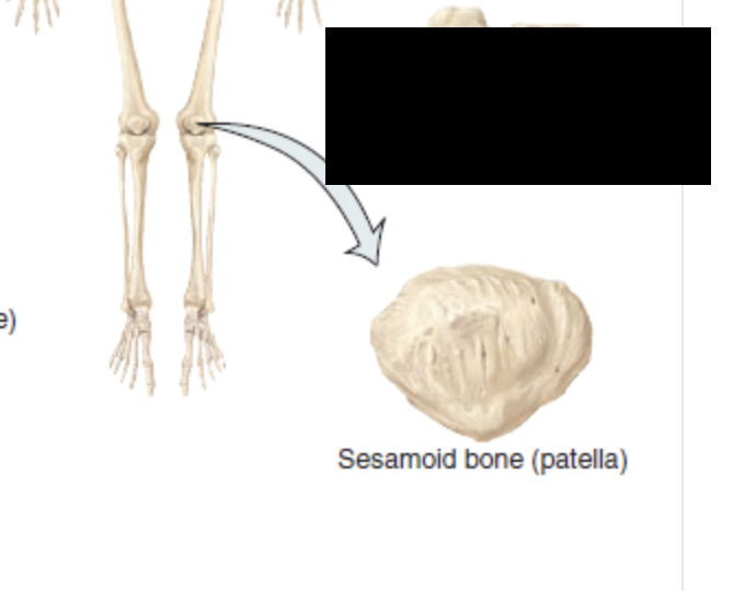 <p>Shapes like a sesame seed, these are unique becuase they grow directly inside a tendon to protect it from heavy wear and tear</p><ul><li><p>Patella</p></li><li><p>Kneecap</p></li></ul><p></p>