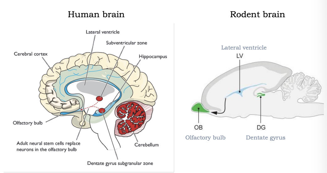 <p>in two regions of the adult brain: the subventricular zone (SVZ) and the dentate gyrus (part of the hippocampus)</p>