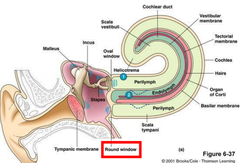 <p>Cochlea channel</p><ul><li><p>Round window - pressure release valve so sound waves can travel through perilymph </p></li></ul><p></p>