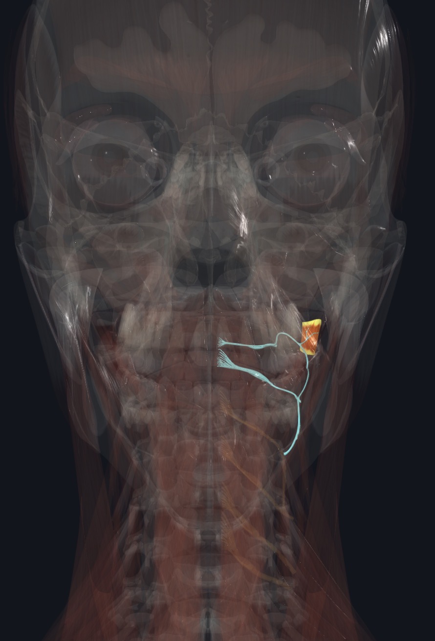 <p>Branches from loop between C1-C2 spinal N.</p>