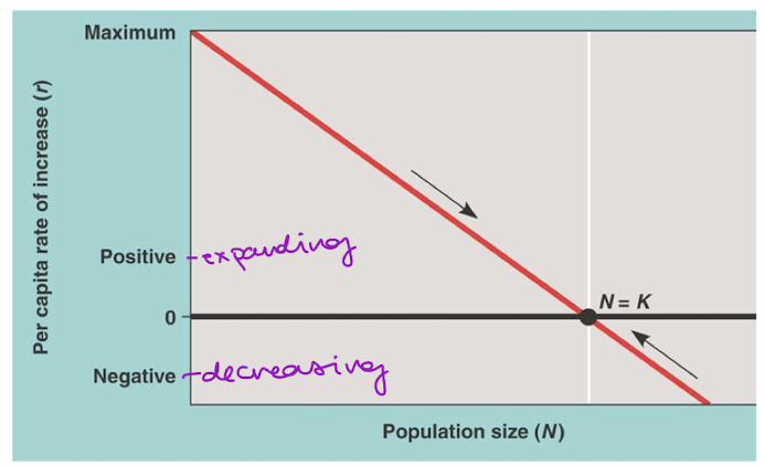 <p>at low density, pop growth rate is driven by r, grows rapidly </p><p>at high density, pop growth is slower as density effects exert their effect</p>