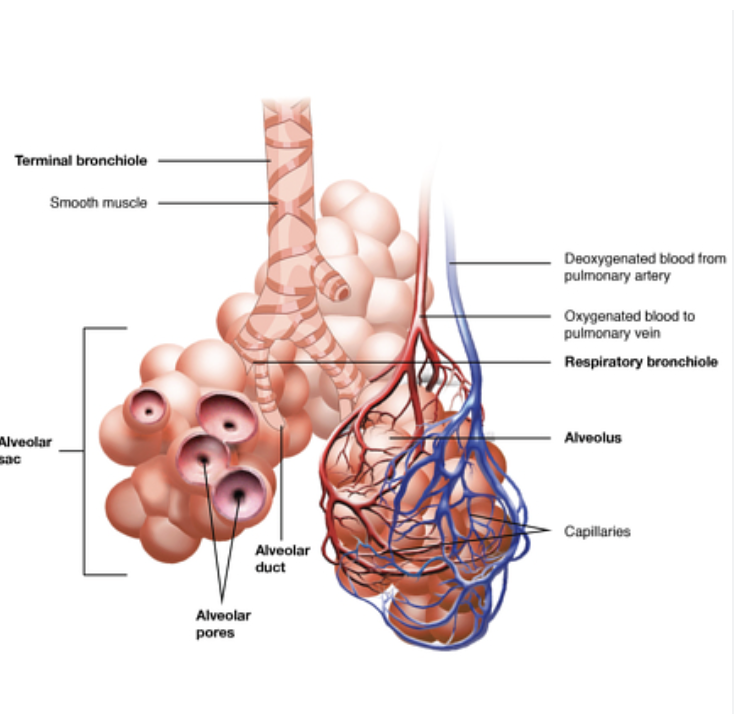<p>Respiratory bronchioles </p>