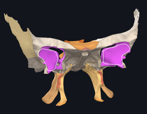 <p>Wat is het paarse deel hier?</p>