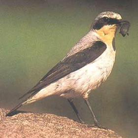 term image