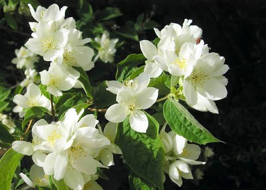<p>Flor cortada </p>