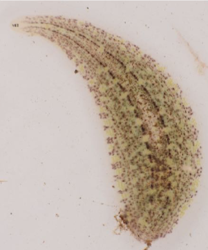 <p>Generally small leeches; pear-shaped when at rest but elongatethemselves during movement. Species can be quite variable in colouration.</p>