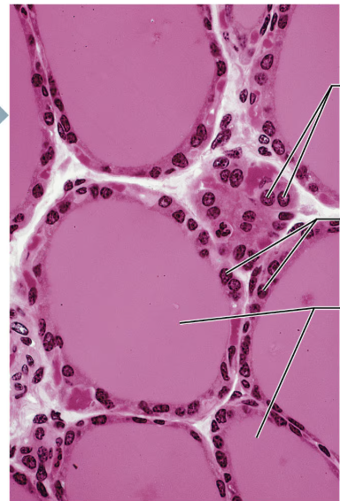 <p>Which cell is shown </p>