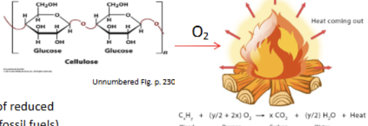 <p>1 uncontrollable step, where O2 is an electron acceptor and heat/light are released in the breaking of linear cellulose bonds. Exothermic. Contrast to biological catabolism steps</p>