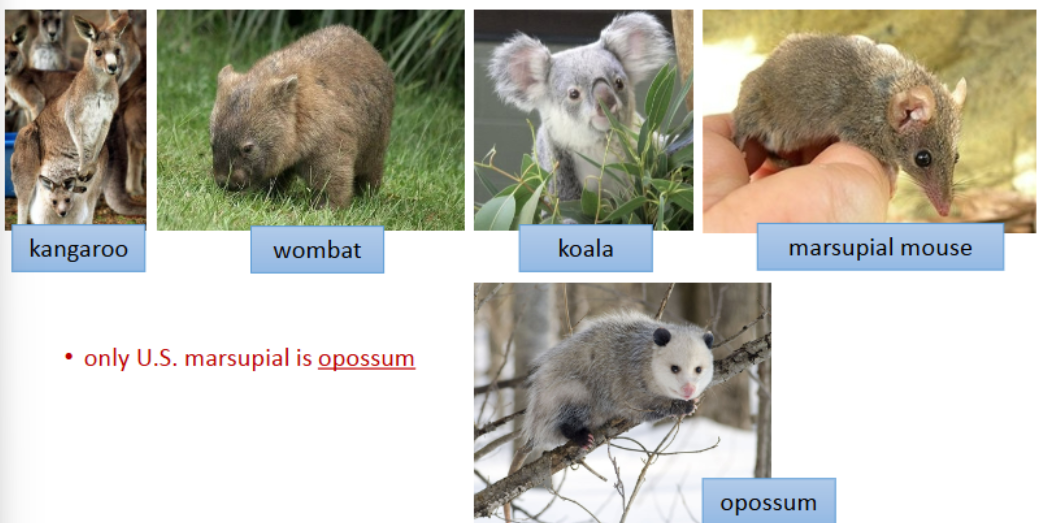 <p>• w/ maternal pouch</p><p>embryo starts growing in uterus w/ placenta</p><p>• fetus is born at early stage, crawls to pouch</p><p>• latches onto nipple to finish development</p><p>-marsupials are viviparous</p><p>-great diversity in Australia/New Zealand</p>