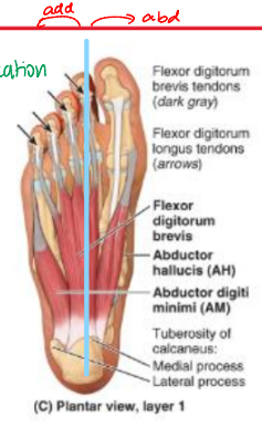 <ul><li><p>abductor hallucis</p></li><li><p>flexor digitorum brevis</p></li><li><p>abductor digiti minimi</p></li></ul><p></p>