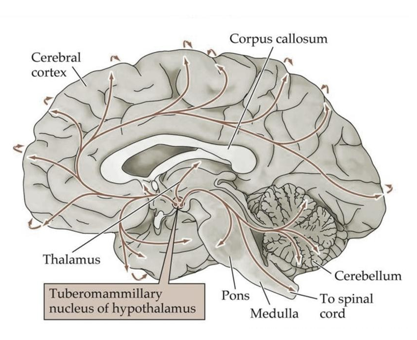 <p><u>Neuronen in </u><strong><u>tuberomamillaire nucleus</u></strong><u> van hypothalamus</u></p><ul><li><p>projecties naar cortex, hippocampus, amygdala, hypothalamus, basale ganglia, hersenstam, ruggenmerg</p></li><li><p>bevordert algemene waakzaamheid, regulatie slaap-waakcycli, bevordert geheugenfuncties, onderdrukt eetlust, activeert neuroendocriene stressrespons & draagt bij tot neuroimmuun activatie</p><ul><li><p>antihistamine neveneffect: slaperigheid</p></li></ul></li><li><p>projecties hersenstam & ruggenmerg — regulatie autonome functies & pijnmodulatie</p></li></ul><p></p>