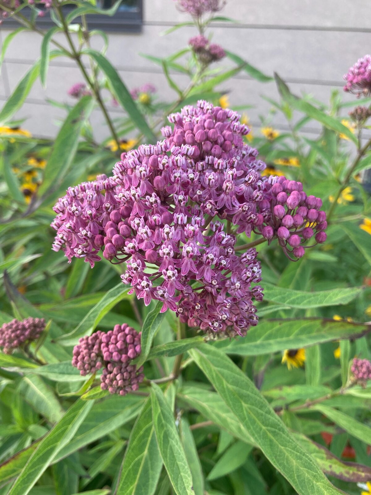 <p>Tall, slender perennial herb standing upright in wet meadows, ditches, and sunny floodplain edges.</p>