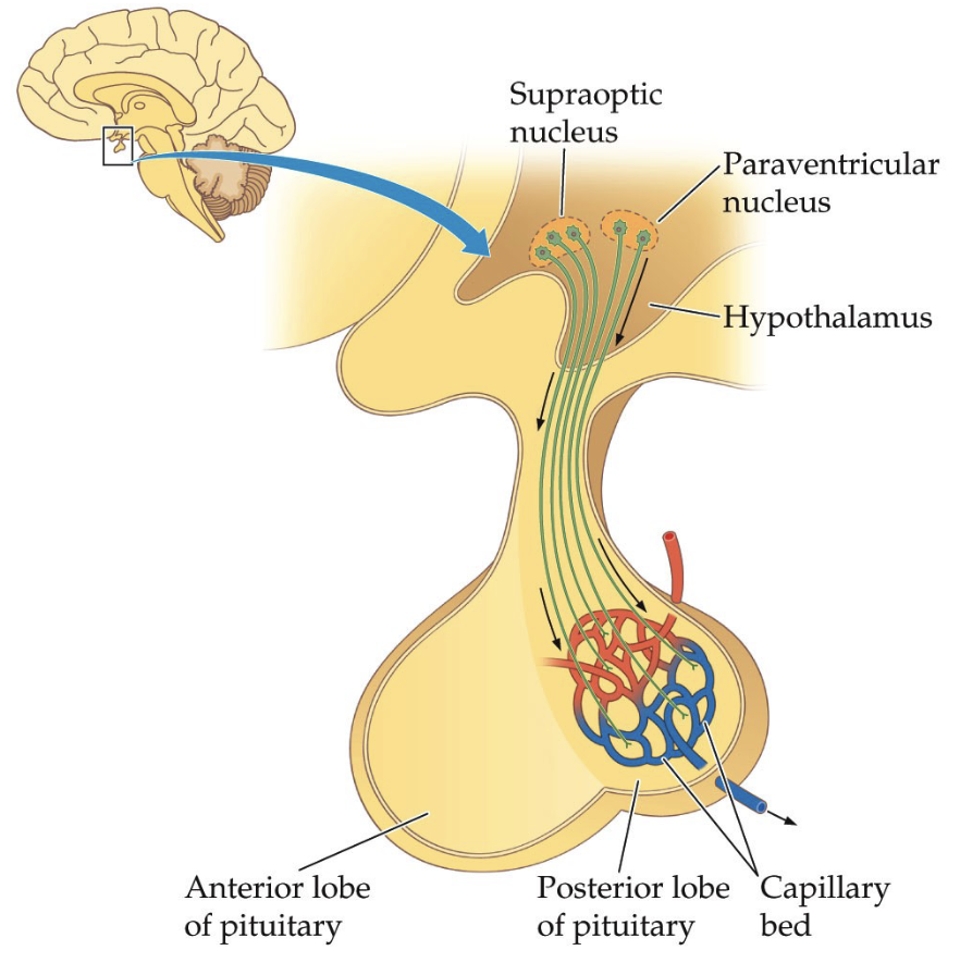 <p><strong>Direct Neural Connection</strong></p><ul><li><p>Hypothalamus contains nuclei (clusters of neurons engaged in the same function) involved in hormone production:</p><ul><li><p>Supraoptic nucleus</p></li><li><p>Paraventricular nucleus</p></li></ul></li><li><p>Neurons extend axons directly into posterior pituitary</p></li><li><p>Hormones are produced in hypothalamic neurons</p></li><li><p>Hormones are transported down axons and released from posterior pituitary</p></li><li><p>Posterior pituitary mainly acts as a release site (storage + release)</p></li></ul><p></p>