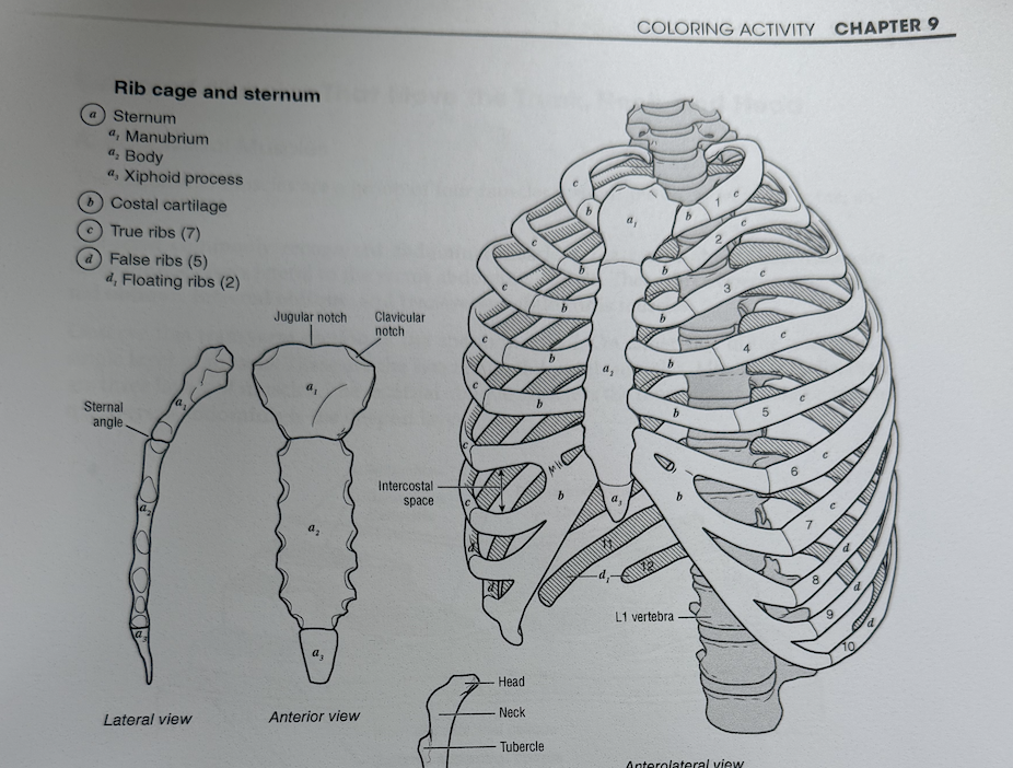 <p>this projection can be found inferior to the body of the sternum</p>