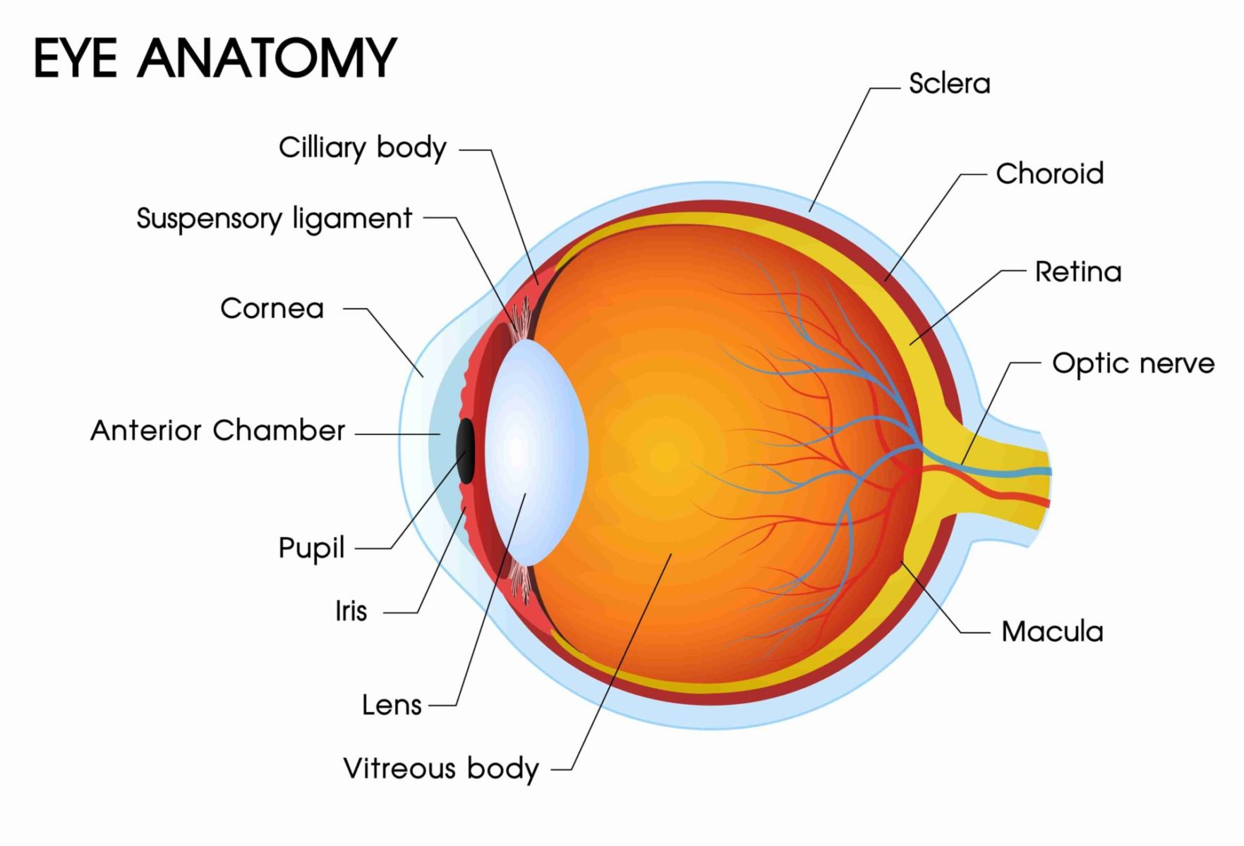 <p>Light enters pupil</p><p>focuses through the lens</p><p>sent to the retina</p>