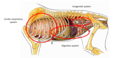 <p>The abdominal cavity. It lies ventrally because it has a lot of weight.</p>