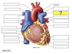 <p>carries poor oxygenated blood from the right ventricle to the left lung.</p>