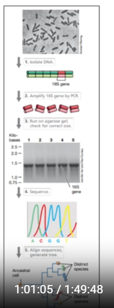 <p>&nbsp;</p><ul><li><p><span>Isolate DNA</span></p></li><li><p><span>Amplify 16S RNA gene</span></p></li><li><p><span>Gel make sure amplify right product</span></p></li><li><p><span>Sequencing</span></p></li><li><p><span>Computer power, align all sequences from isolate</span></p></li><li><p><span>Computer build distance matrix/ compare alignments = see differences in nucleotide</span></p></li><li><p><span>SO COMPUTER builds phylogenetic tree.</span></p></li></ul><p></p><p>In the example picture, 1 2 3 4 have common ancestors</p><p></p>
