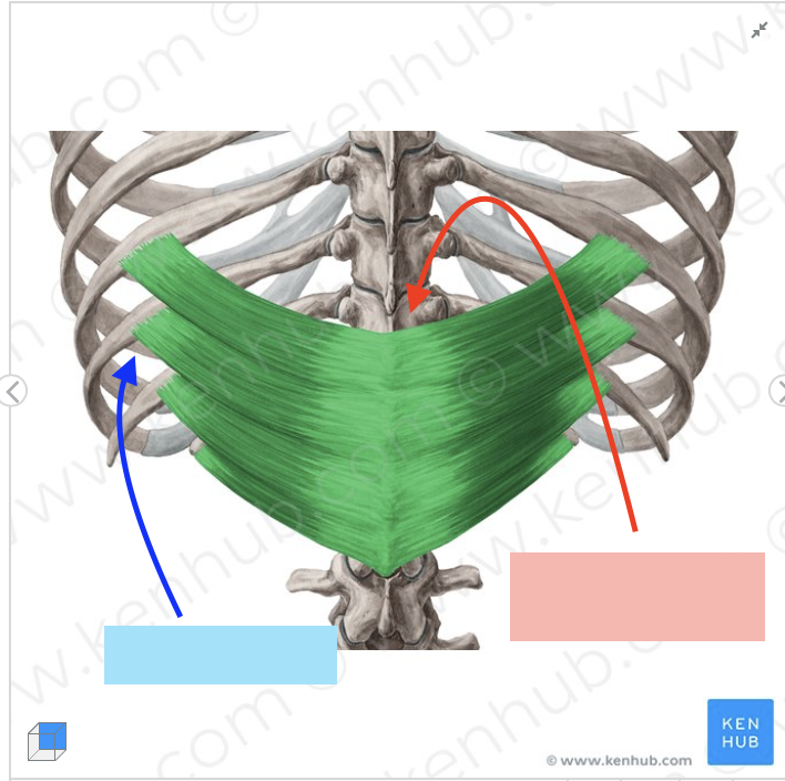 <p>What is the serratus inferior <span style="color: rgb(214, 51, 51);"><strong>Origin</strong></span>?</p>