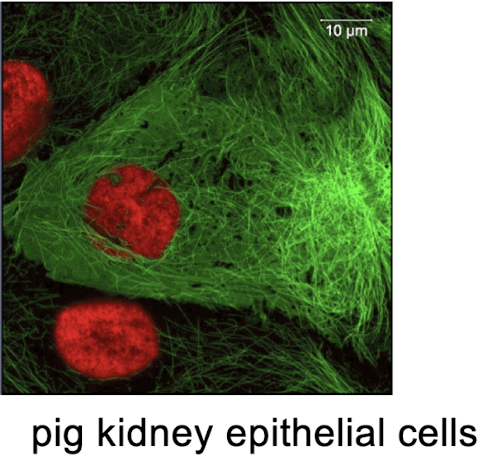 <p>What microscope was used? what is green? what is red?</p>