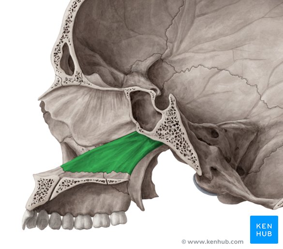 <p>Behind nasal aperture</p>
