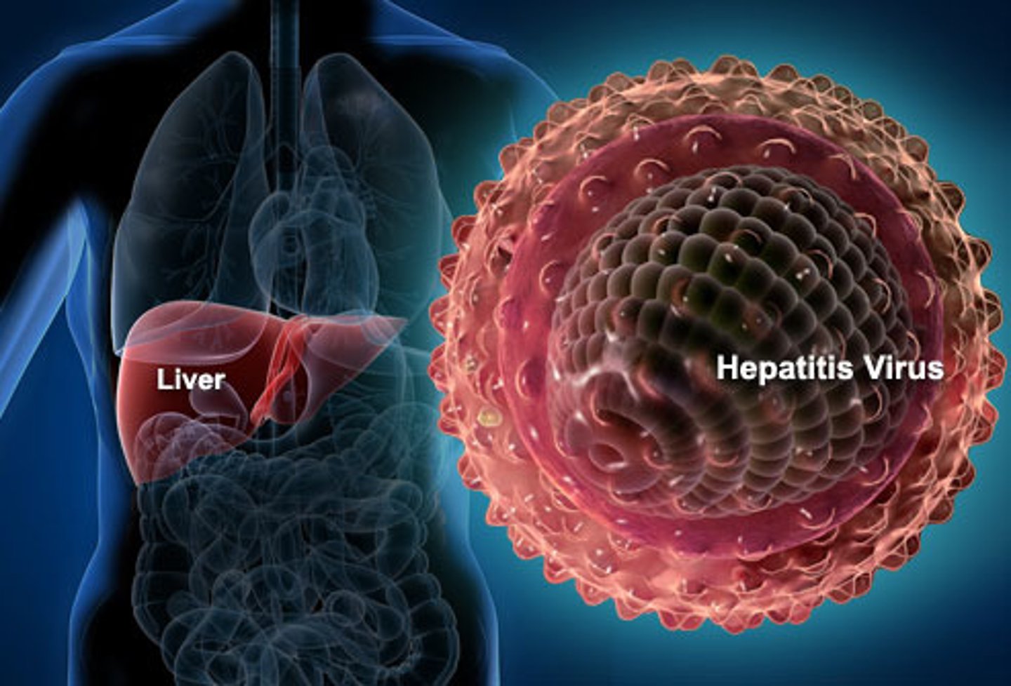 <p>hepatitis</p>