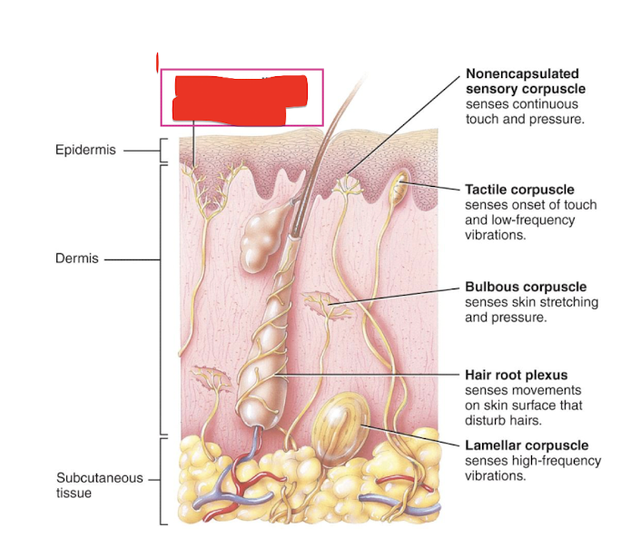 <p>a sensation resulting from stimulation of <strong>thermoreceptors</strong></p>