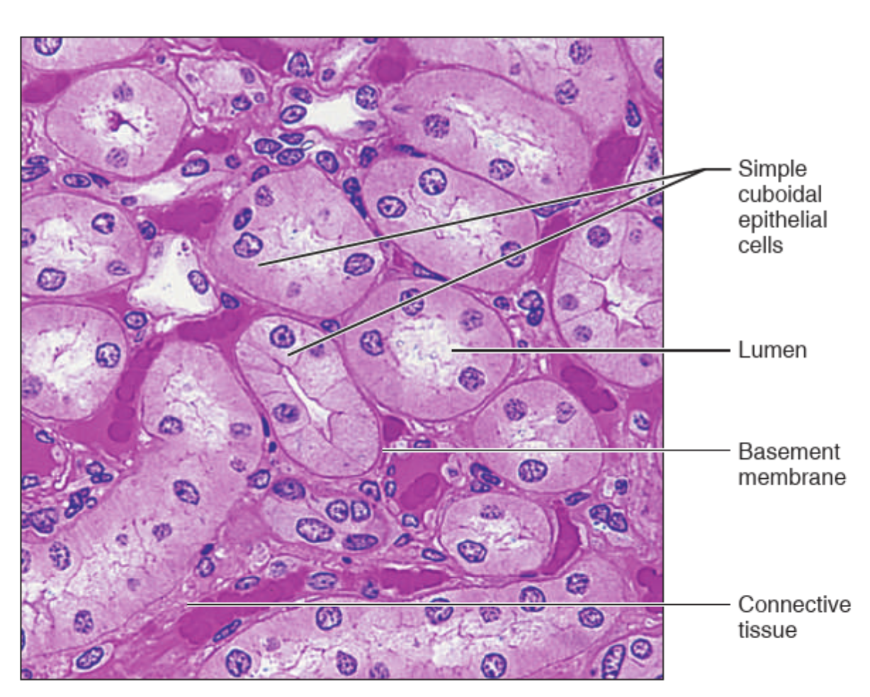 <p>What tissue is this?</p>