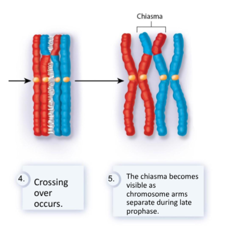 <p>The physical exchange between chromosome pieces of the crossing bivalent that may increase the genetic variation of a species. During this process, homologous chromosomes form a chiasma, where the arms of the chromosomes tend to separate but remain adhered at a crossover site.</p>