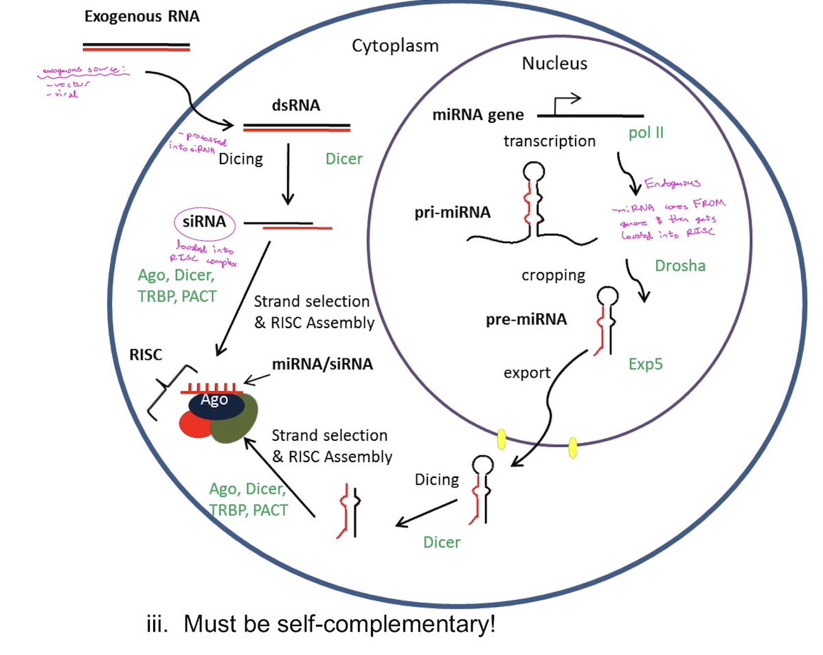 <p>The process by which small non-coding RNAs act as regulators of gene expression. There are two kinds of small non-coding RNAs: short interfering RNA (siRNA) and micro RNA (miRNA). The difference between siRNA and miRNA is based primarily on their source.</p>